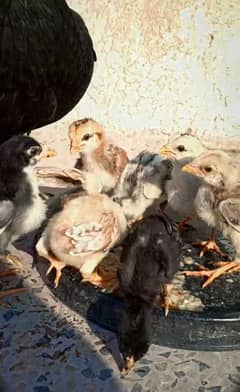 Aseel 7 chicks with female.