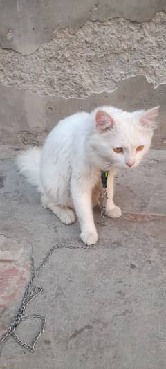 cat Russian for sale  contact number 03280813117