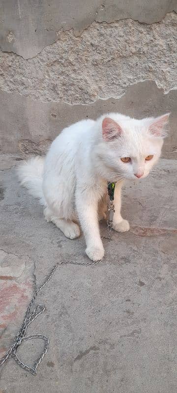 cat Russian for sale  contact number 03280813117 0