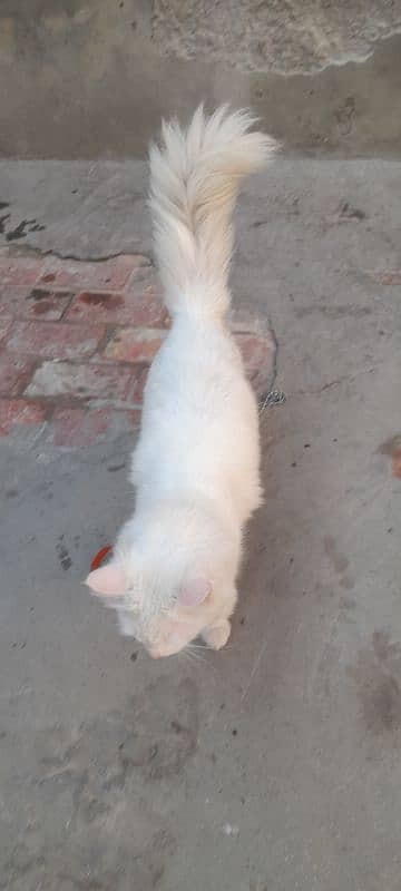 cat Russian for sale  contact number 03280813117 1