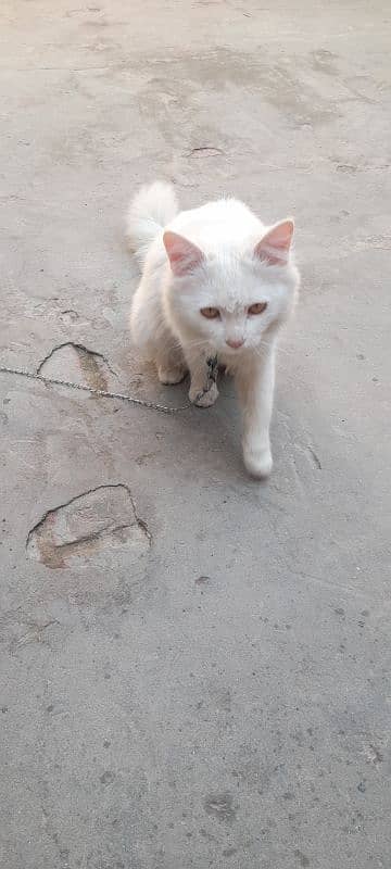 cat Russian for sale  contact number 03280813117 2