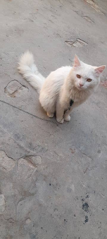 cat Russian for sale  contact number 03280813117 3