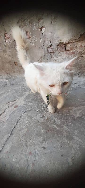 cat Russian for sale  contact number 03280813117 4