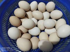 Desi organic eggs