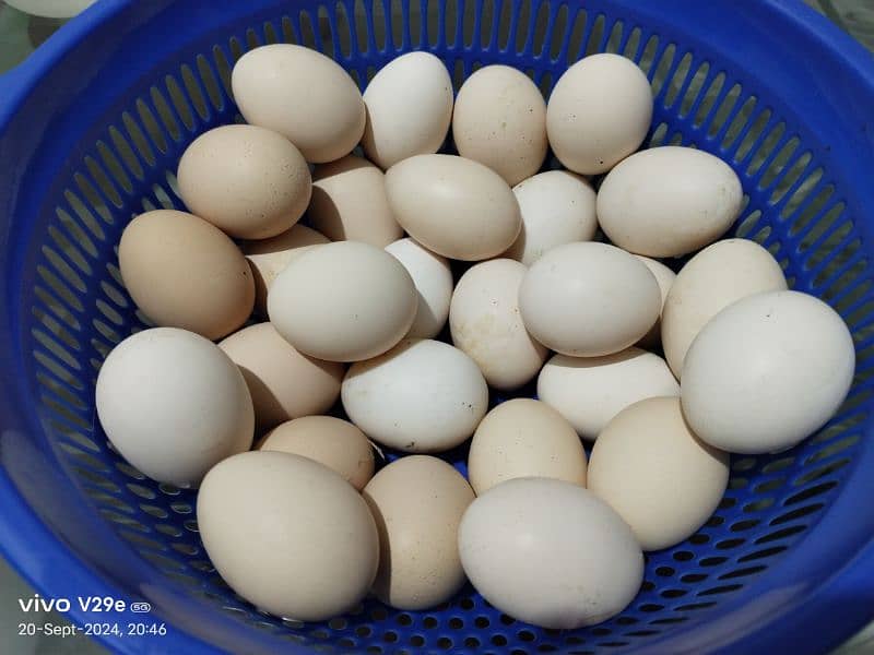 Desi organic eggs 1