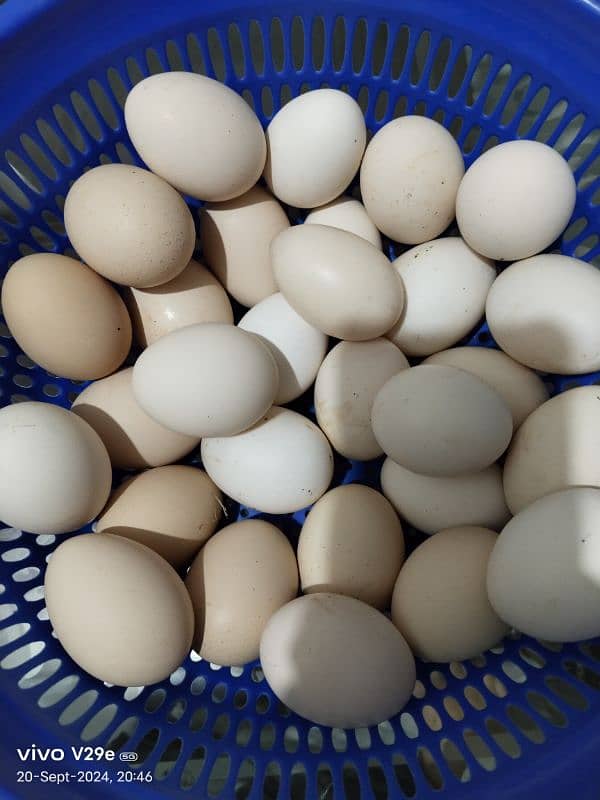 Desi organic eggs 2