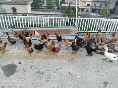 Desi hen and eggs for sale