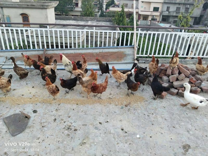 Desi hen and eggs for sale 0