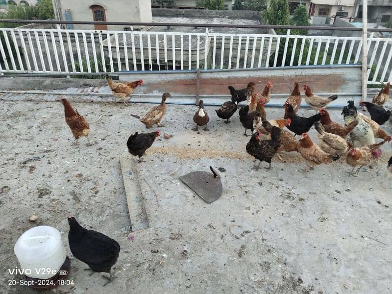 Desi hen and eggs for sale 1