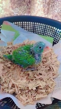 ring nick parrot for sale