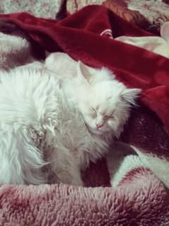 Pure Persian White Cat