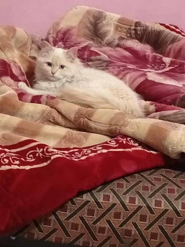 Pure Persian White Cat 3