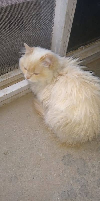 Pure Persian White Cat 6