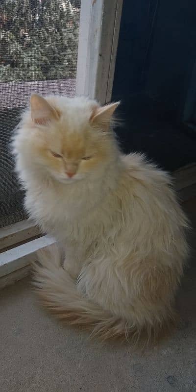 Pure Persian White Cat 8