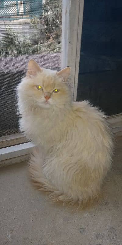 Pure Persian White Cat 9