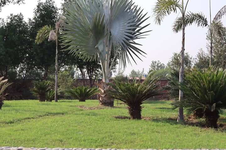 2 Kanal Plot Fore Sale Farmers Farm House Scheme 2