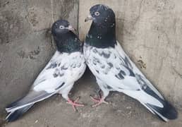 Teddy Pigeons