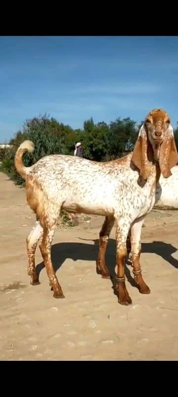 desi Bakra for sale/03282741035 0