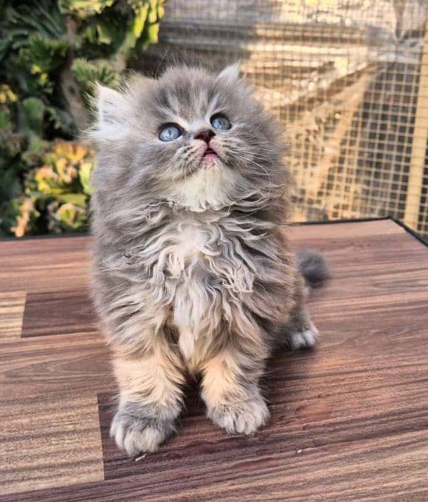 PERSIAN KITTEN FOR SALE ONLY CONTACT WHATUP NUMBER 03201711036 1