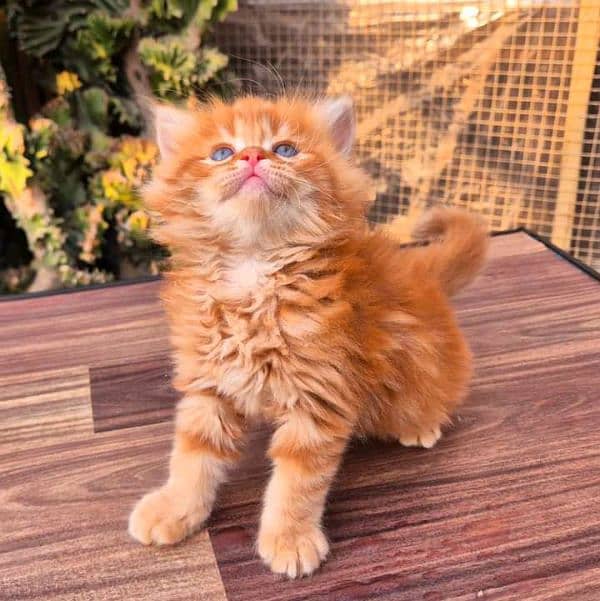 PERSIAN KITTEN FOR SALE ONLY CONTACT WHATUP NUMBER 03201711036 2