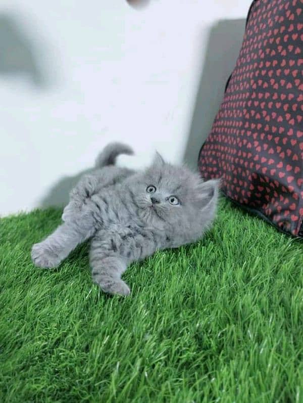 PERSIAN KITTEN FOR SALE ONLY CONTACT WHATUP NUMBER 03201711036 3