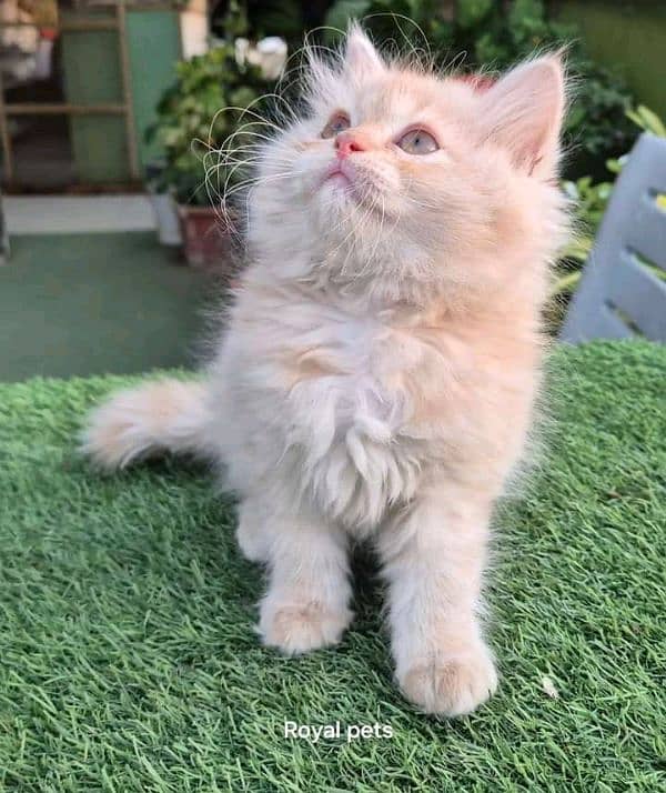 PERSIAN KITTEN FOR SALE ONLY CONTACT WHATUP NUMBER 03201711036 4