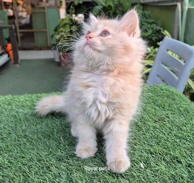 PERSIAN KITTEN FOR SALE ONLY CONTACT WHATUP NUMBER 03201711036 5