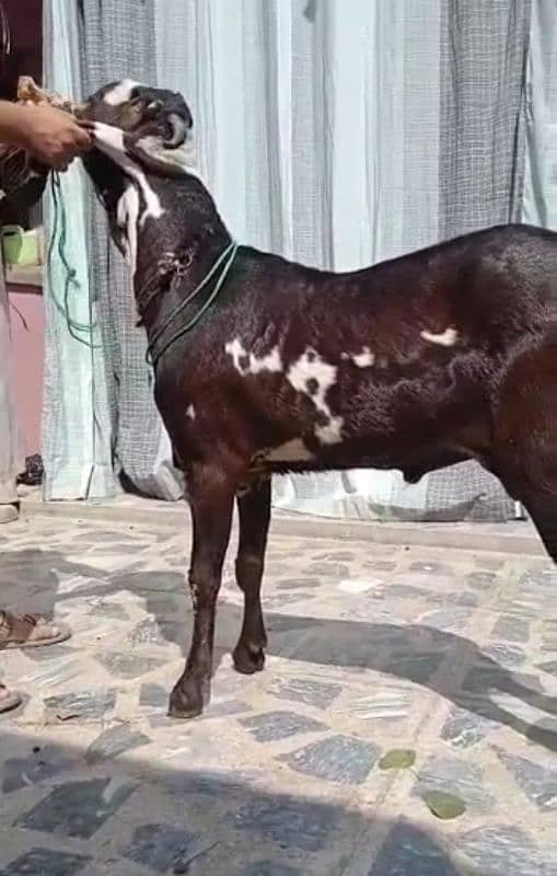 desi Bakra for sale/03282741035 0