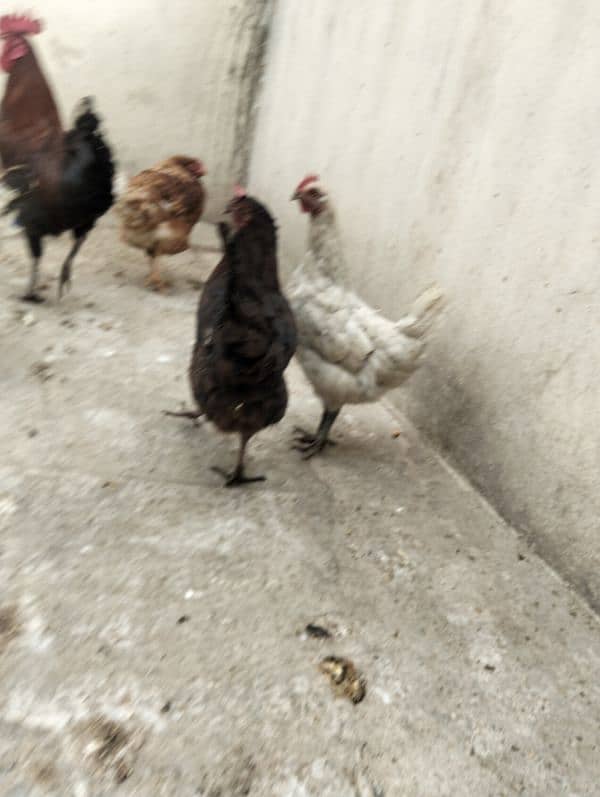 dasi eggs henes for sale 0