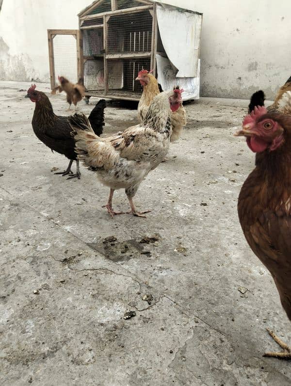 dasi eggs henes for sale 2