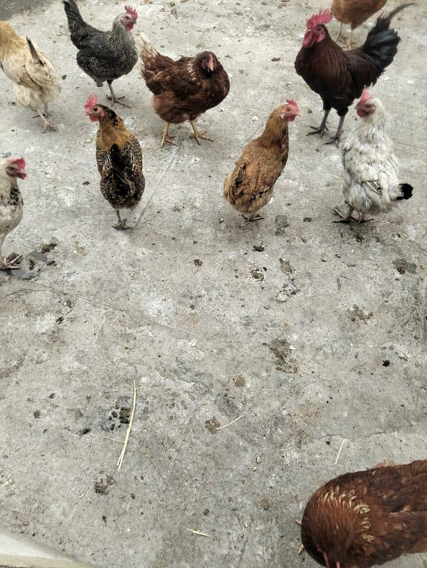 dasi eggs henes for sale 3