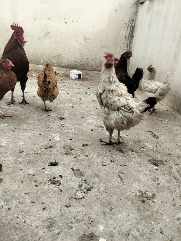 dasi eggs henes for sale 4