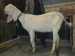 bakri