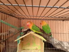 pairs lovebirds. 03156938213