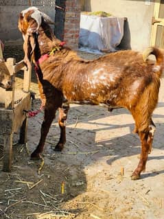 Makhi cheena breeder for sale