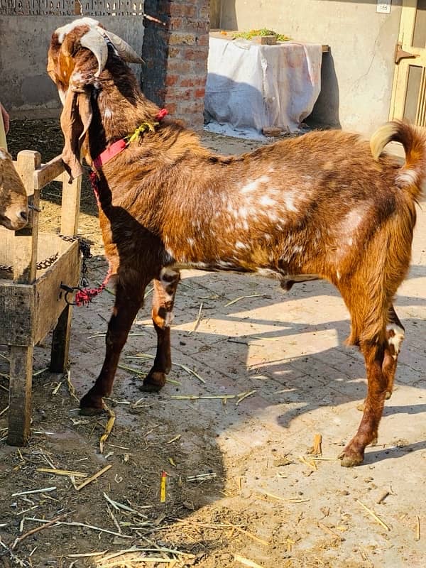 Makhi cheena breeder for sale 0