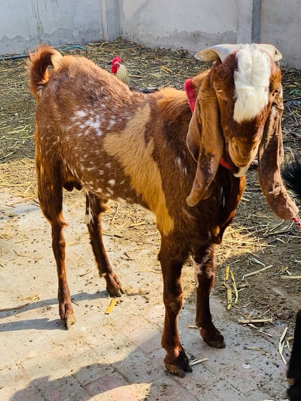 Makhi cheena breeder for sale 3