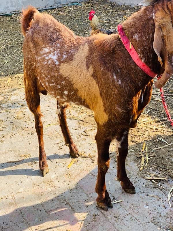 Makhi cheena breeder for sale 5