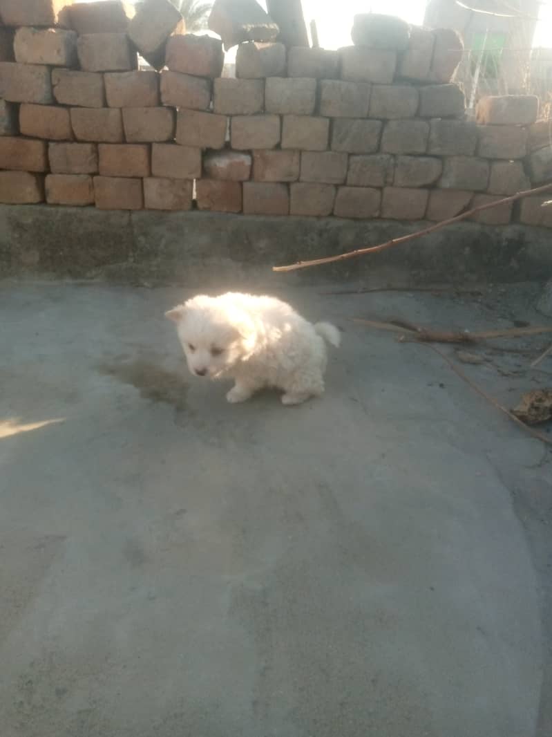 Russian female puppies zero size 4