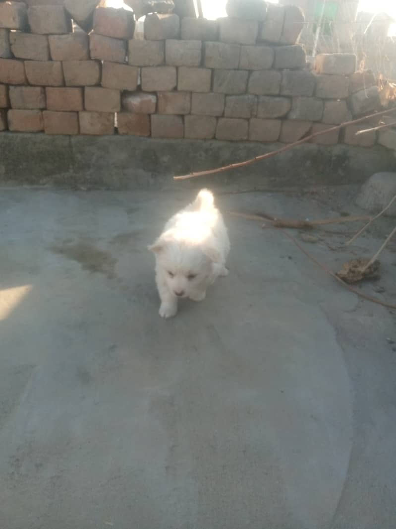 Russian female puppies zero size 5