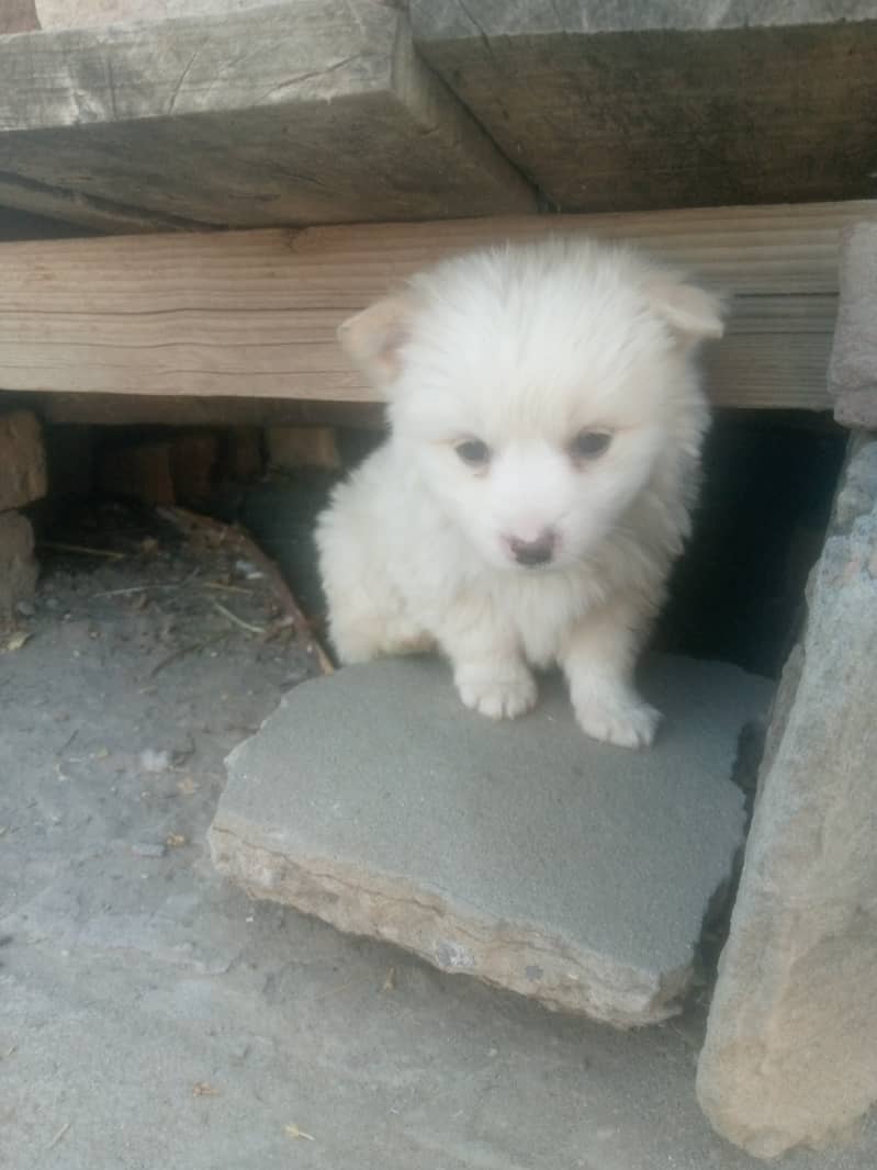 Russian female puppies zero size 6