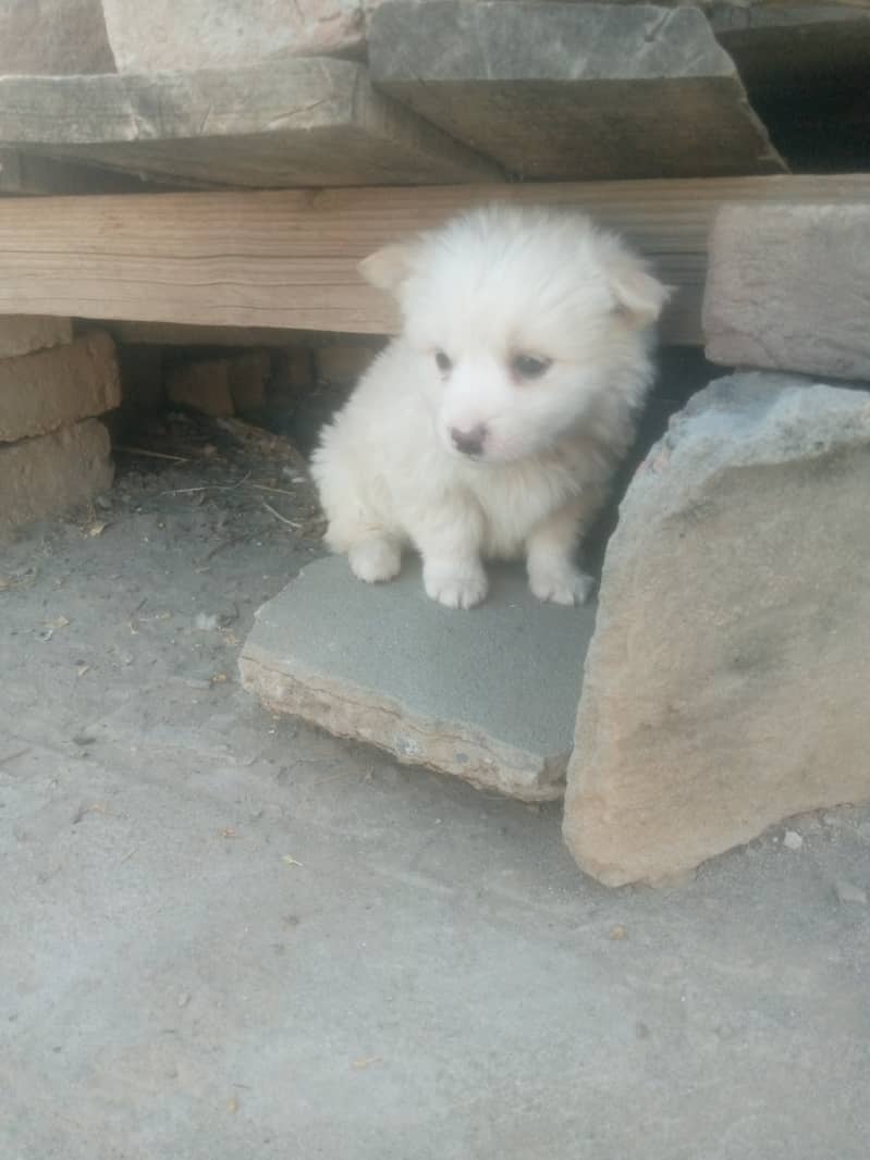 Russian female puppies zero size 8