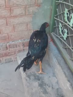 Aseel murga ghar ki khoraak par pala hua for sale Price negotiable hai