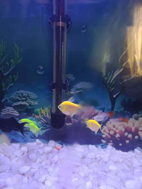 Fish with Aquarium 1