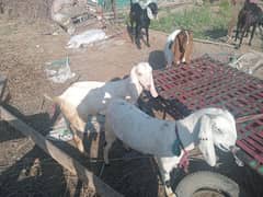 Bakri for Sale