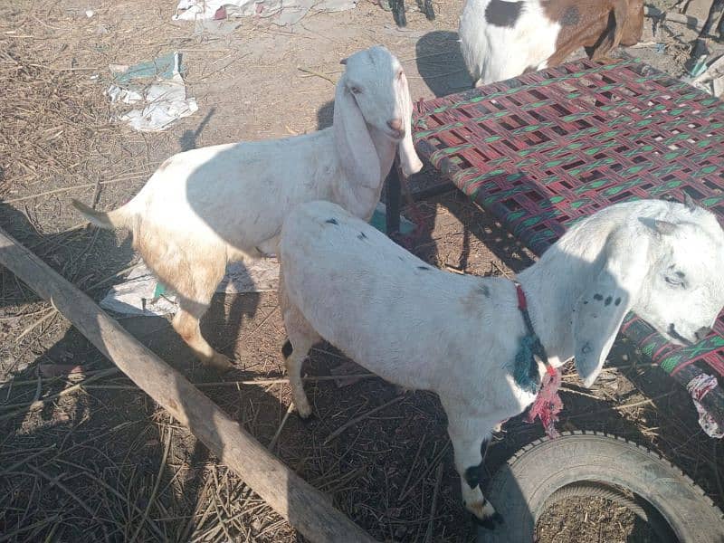 Bakri for Sale 2