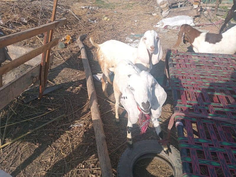 Bakri for Sale 3