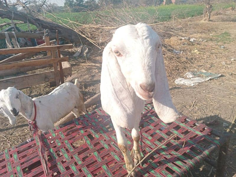 Bakri for Sale 4