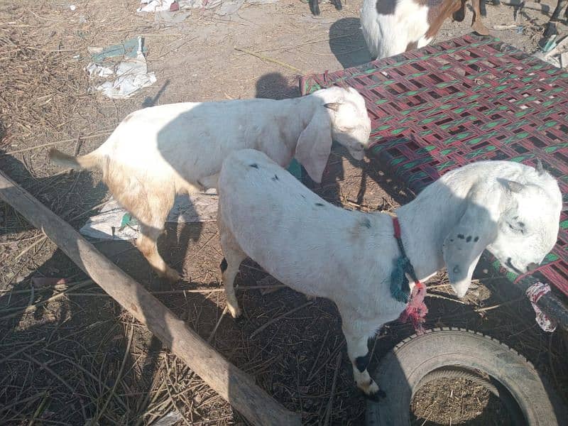 Bakri for Sale 5