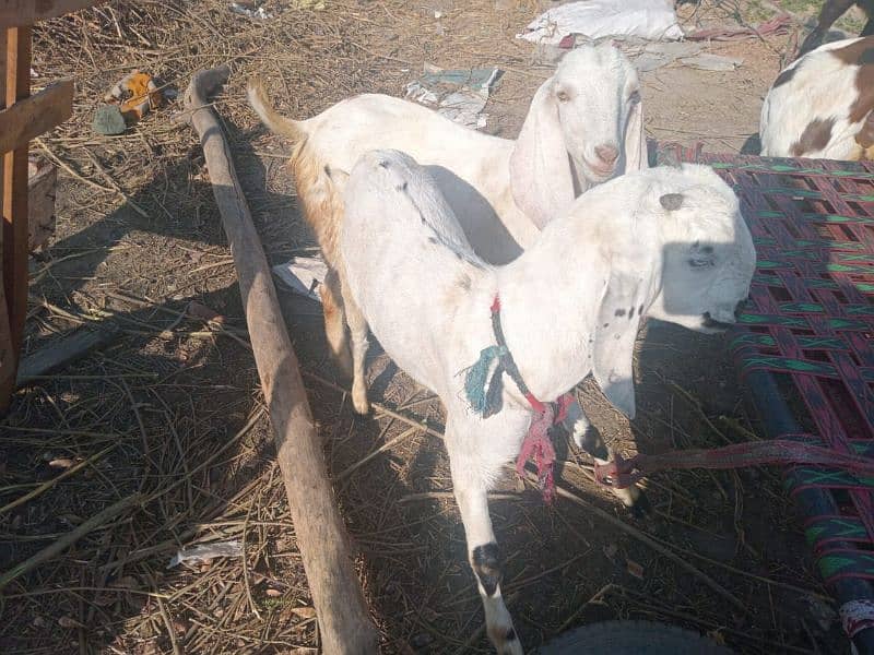 Bakri for Sale 6